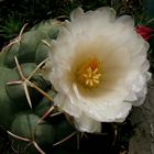 Thelocactus hexaedrophorus