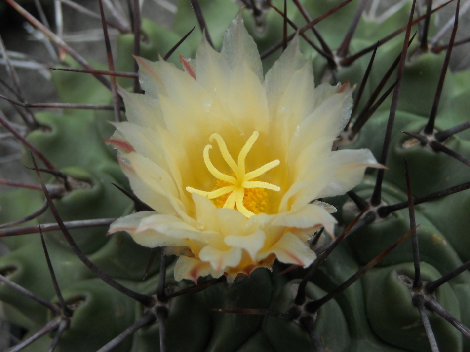 Thelocactus lophothele