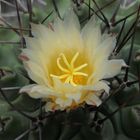 Thelocactus lophothele