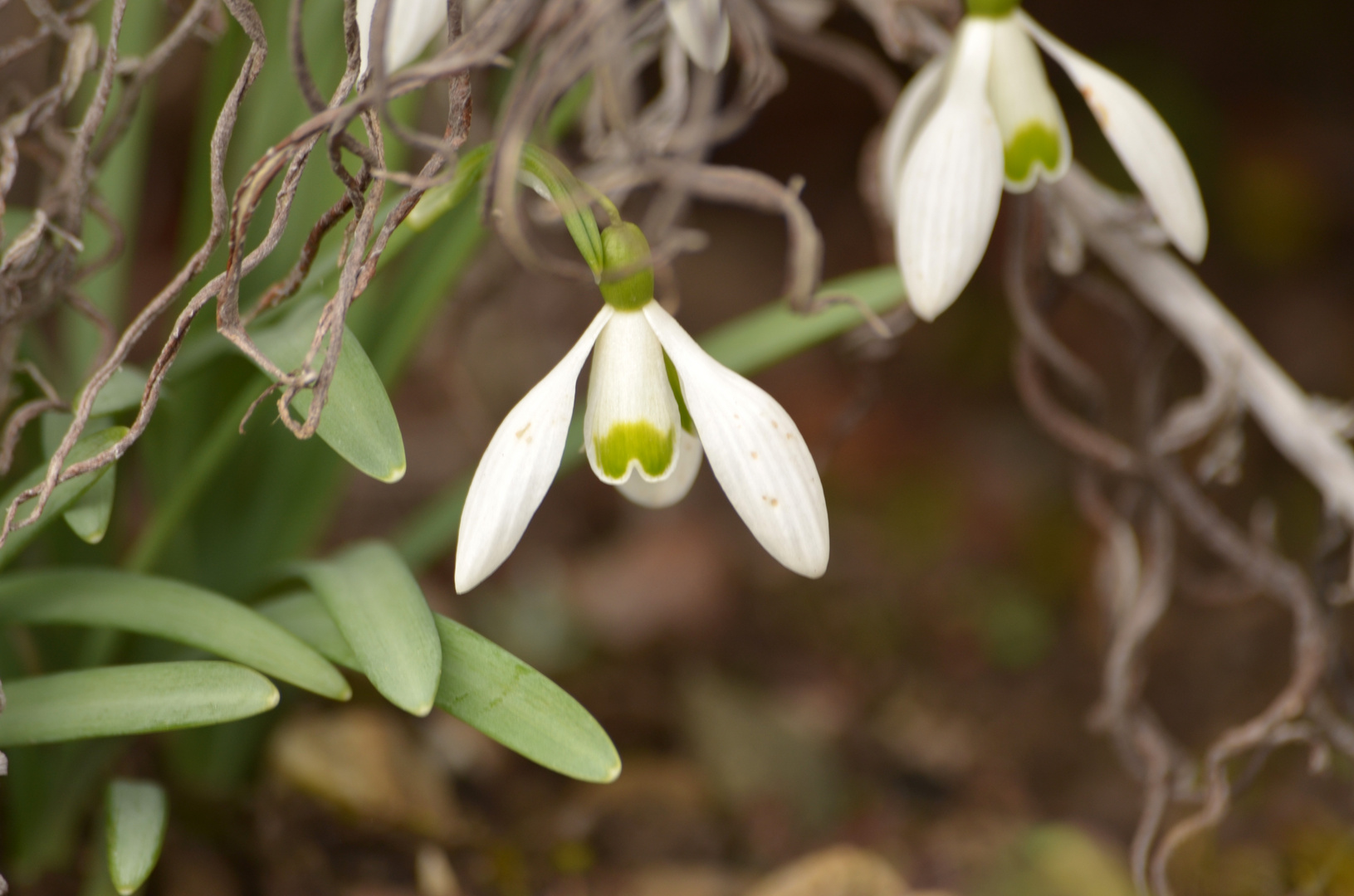 Thema: Der Frühling 1