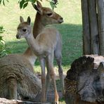 Thema: Tierkinder