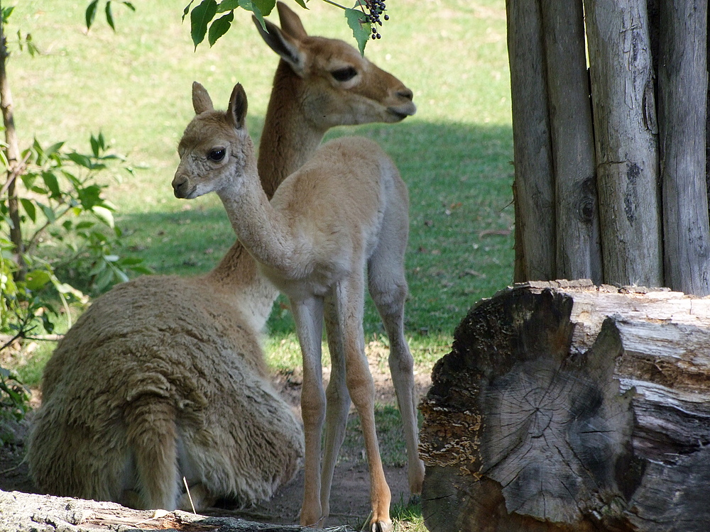 Thema: Tierkinder