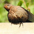 Thema: Vögel bei Hitze ..... Hechel ......!