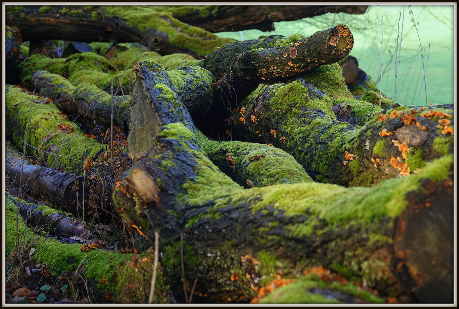 Thema: Wald, grün