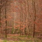 Thema: Wald1