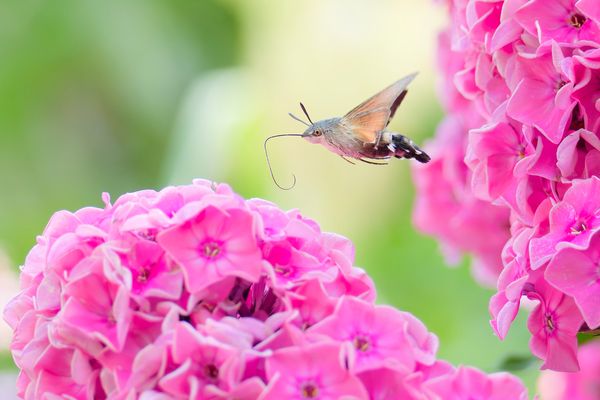 Thementag-Blühpflanzenbesucher