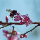 Thementag Blüte mit Besucher