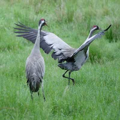 Thementag - Dienstag tierisch gut 