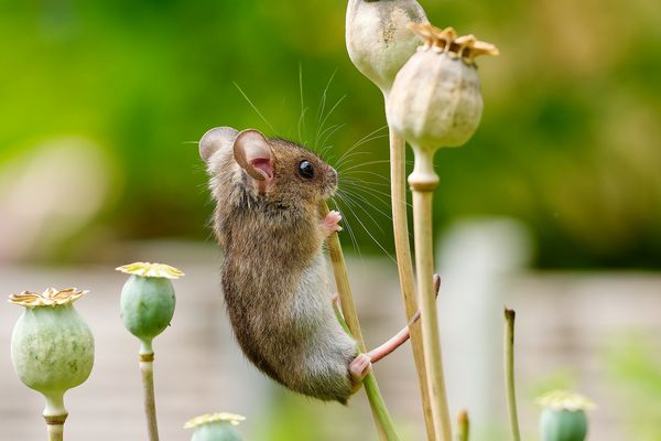 Thementag Dienstag- Tierisch gut