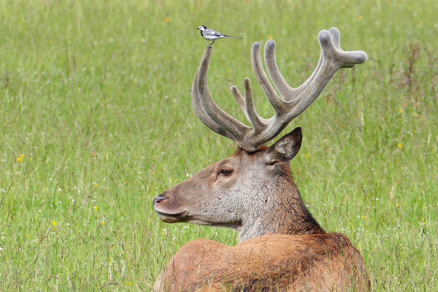 Thementag Dienstag-tierisch- gut