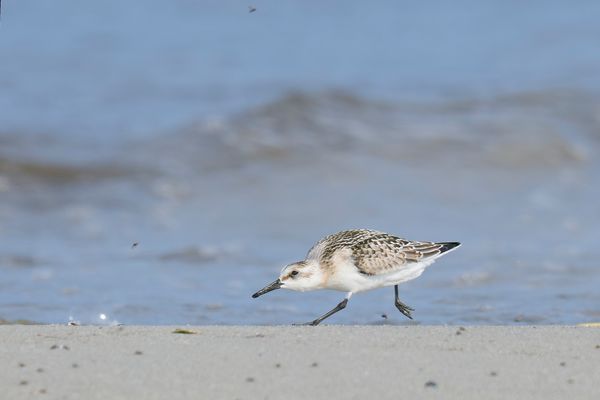 Thementag - Donnerstag - Wasser Sanderling