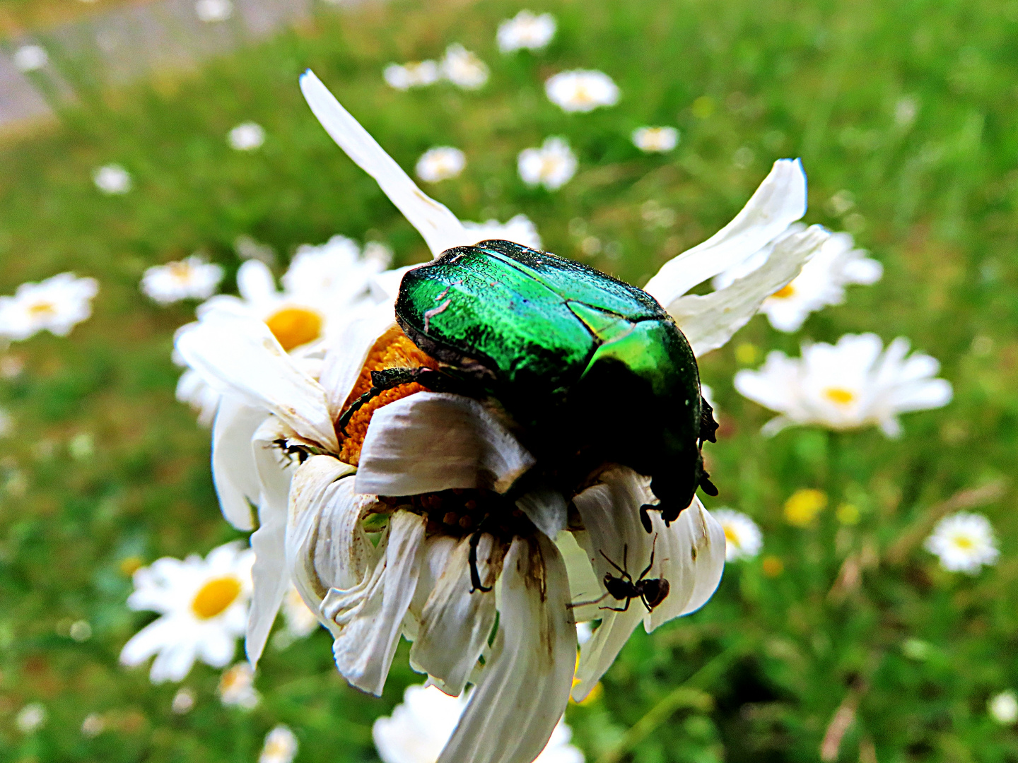 Thementag heute...Rosenkäfer trifft auf eine Ameise