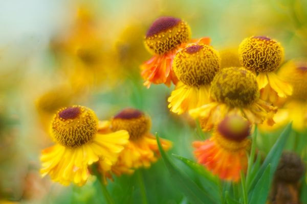 Thementag - Mittwochsblümchen