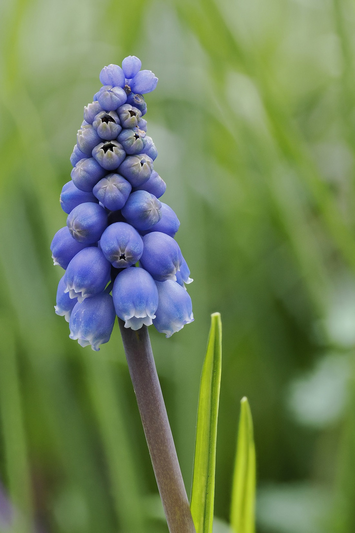 Thementag Mittwochsblümchen Perlhyazinthe