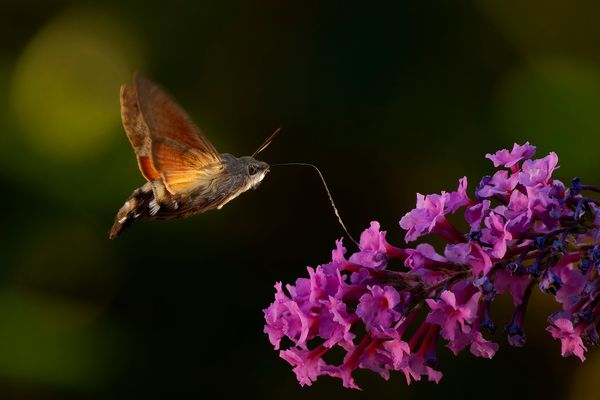 Thementag Samstag - Blühpflanzenbesucher