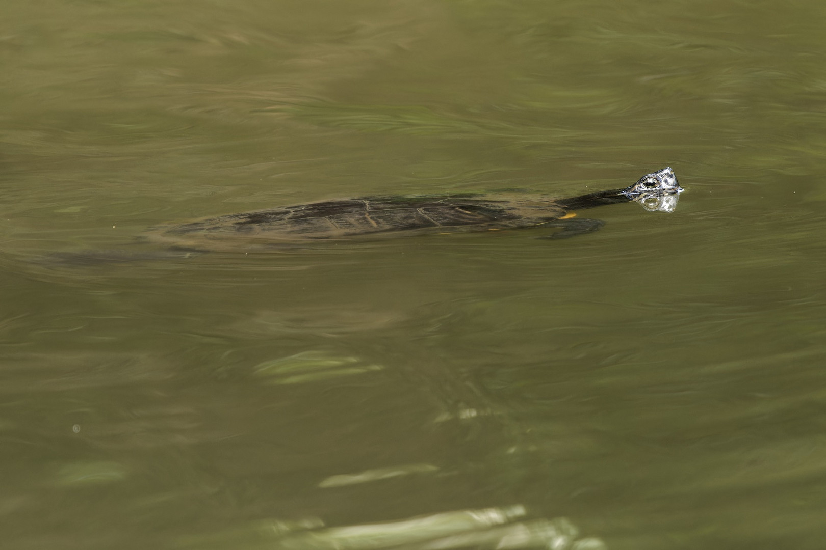 Thementag Spiegelung Wasserschildkröte