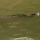Thementag Spiegelung Wasserschildkröte