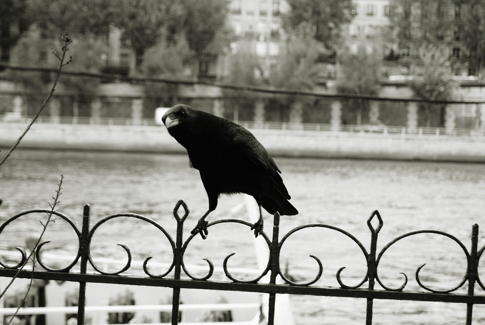 Then the bird said, "Nevermore."