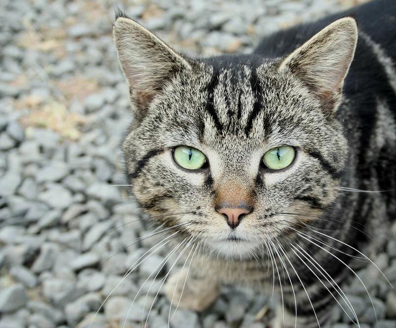 Theo, der Kater