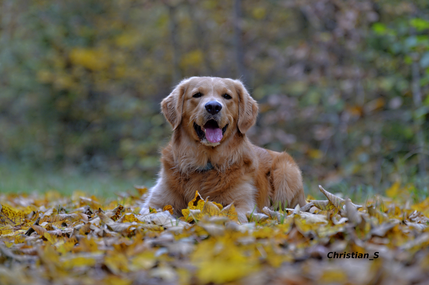 Theo im Herbst