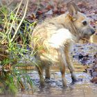 Theo mutig ins Wasser