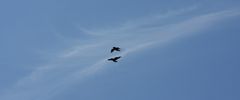 Theo und Jakob an einer kerosinfreien Naturflugschau im Bregenzerwald