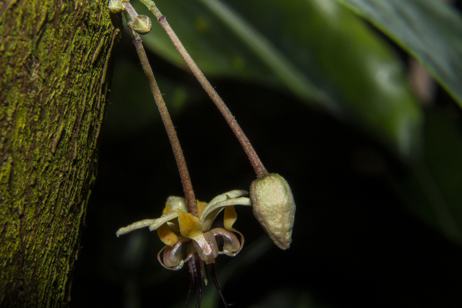 Theobroma cacao