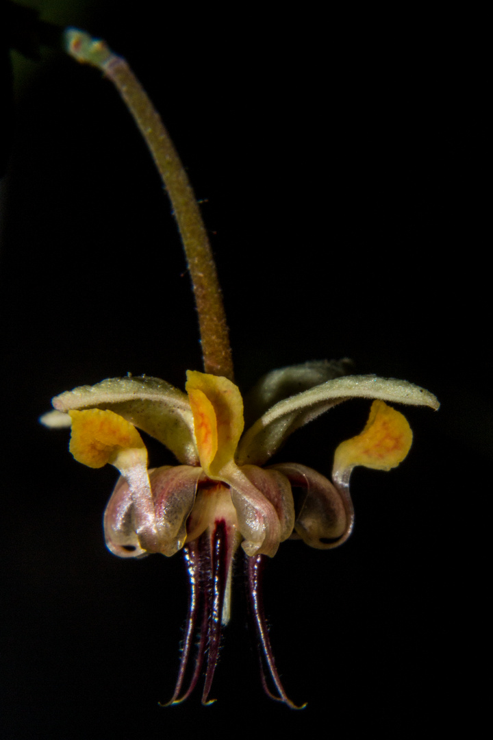 Theobroma cacao