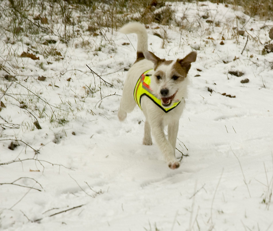 Theodor - weißer Hund auf weißem Grund