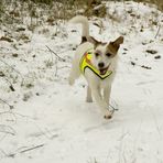 Theodor - weißer Hund auf weißem Grund