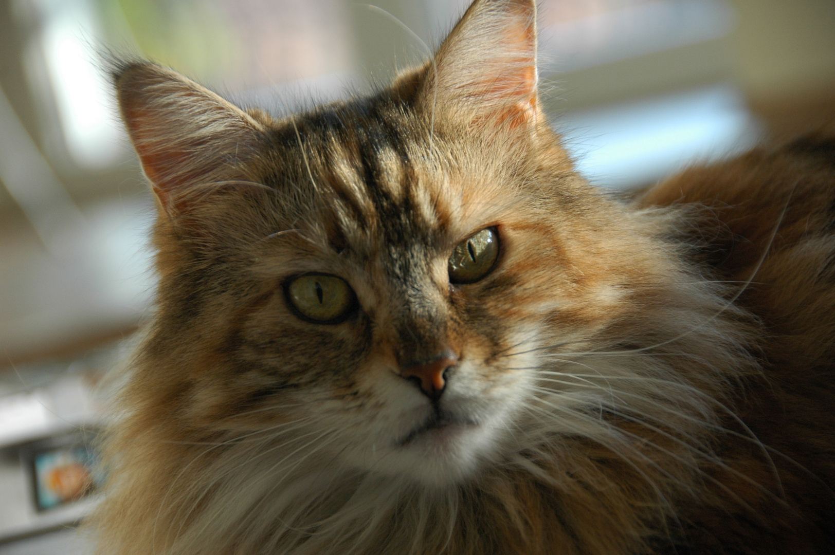 Theodora (2019), Maine-Coon