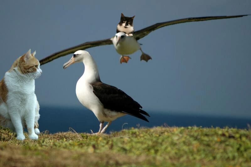 Theos und Yoshis Abenteuer ... auf den Galapagos-Inseln