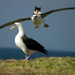 Theos und Yoshis Abenteuer ... auf den Galapagos-Inseln