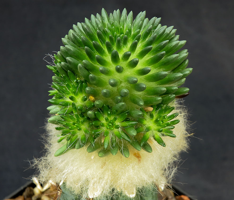 Thephrocactus malayanus