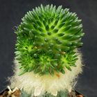 Thephrocactus malayanus