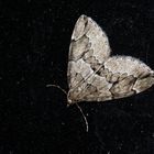 Thera juniperata