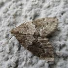 Thera juniperata- grauer Wacholder Nadelholzspanner 