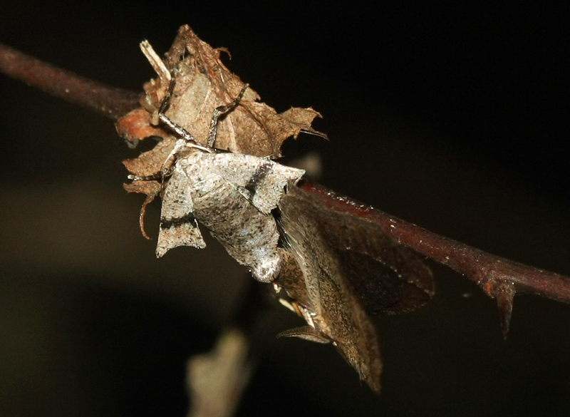 Thera primaria - Early Moth - Früher Schlehenbusch-Winterspanner