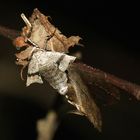 Thera primaria - Early Moth - Früher Schlehenbusch-Winterspanner