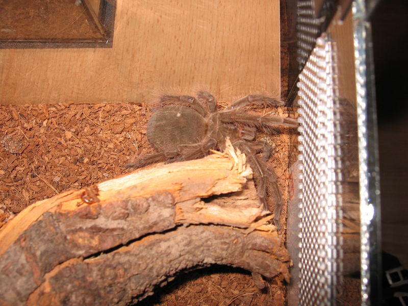 Theraphosa Blondi