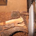 Theraphosa Blondi