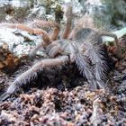 Theraphosa Blondi