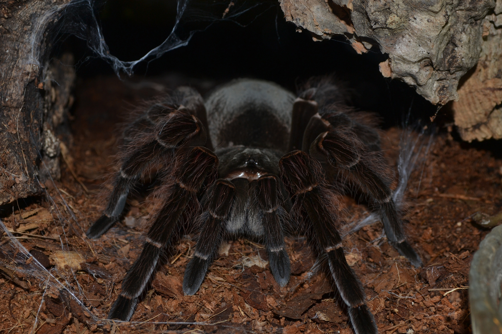 theraphosa blondi