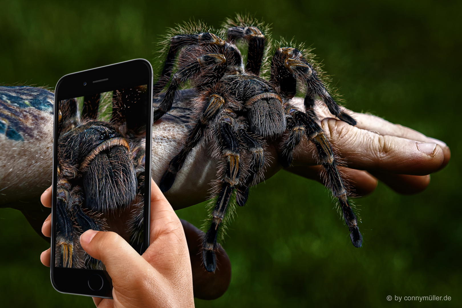 Theraphosa Blondi