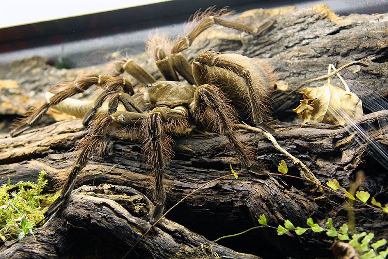 Theraphosa blondi