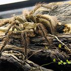 Theraphosa blondi