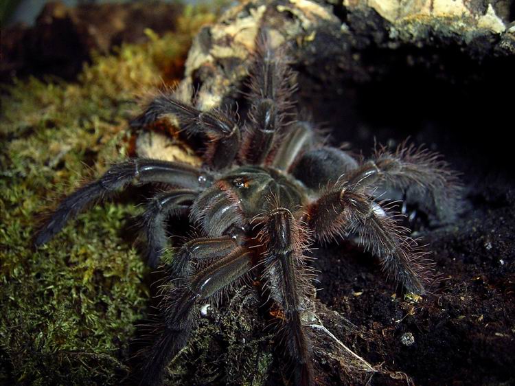 Theraphosa blondi