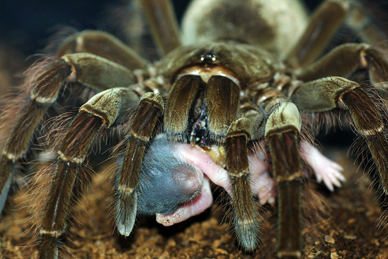 Theraphosa blondi