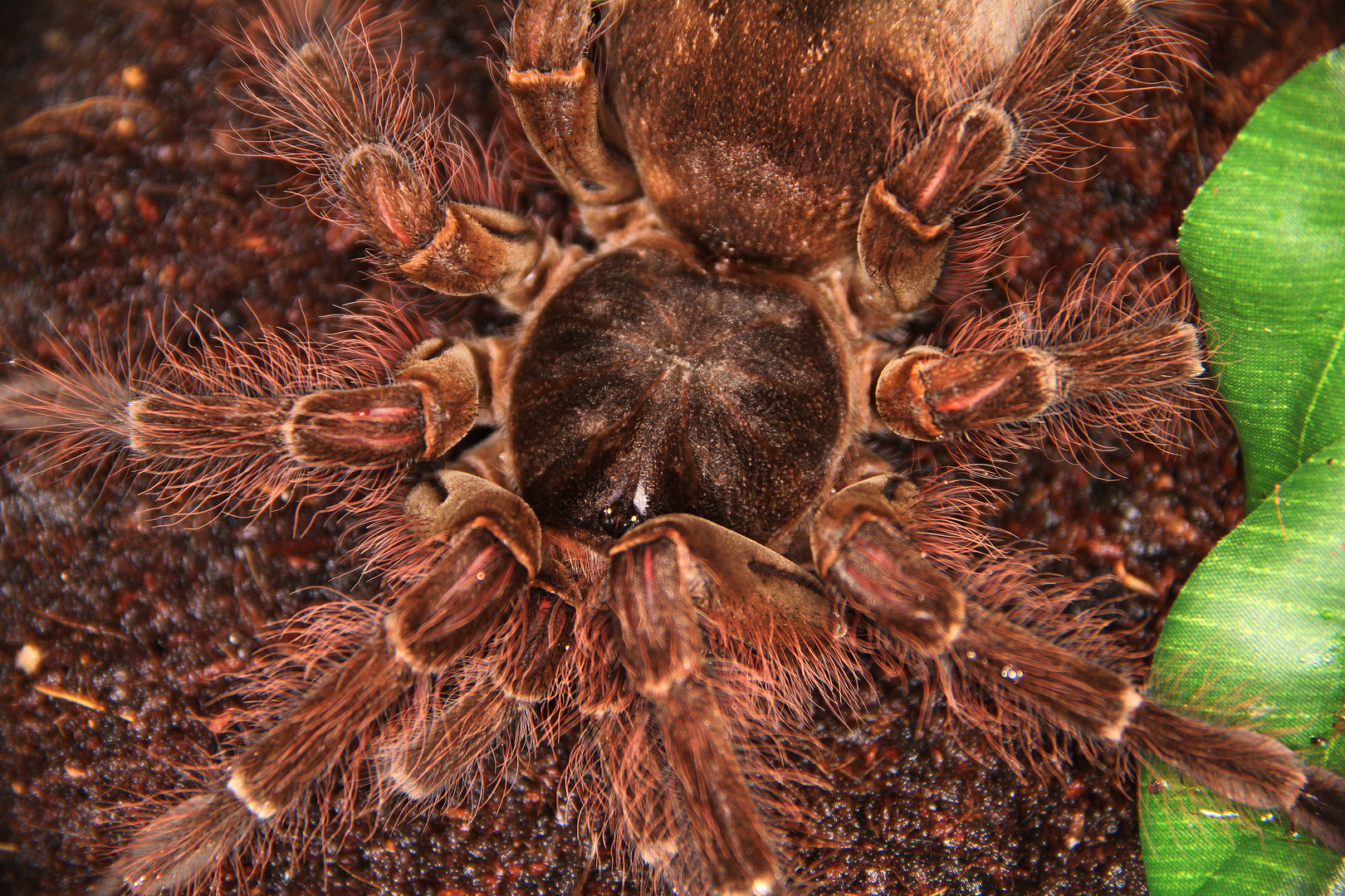 Theraphosa blondi