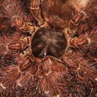 Theraphosa blondi